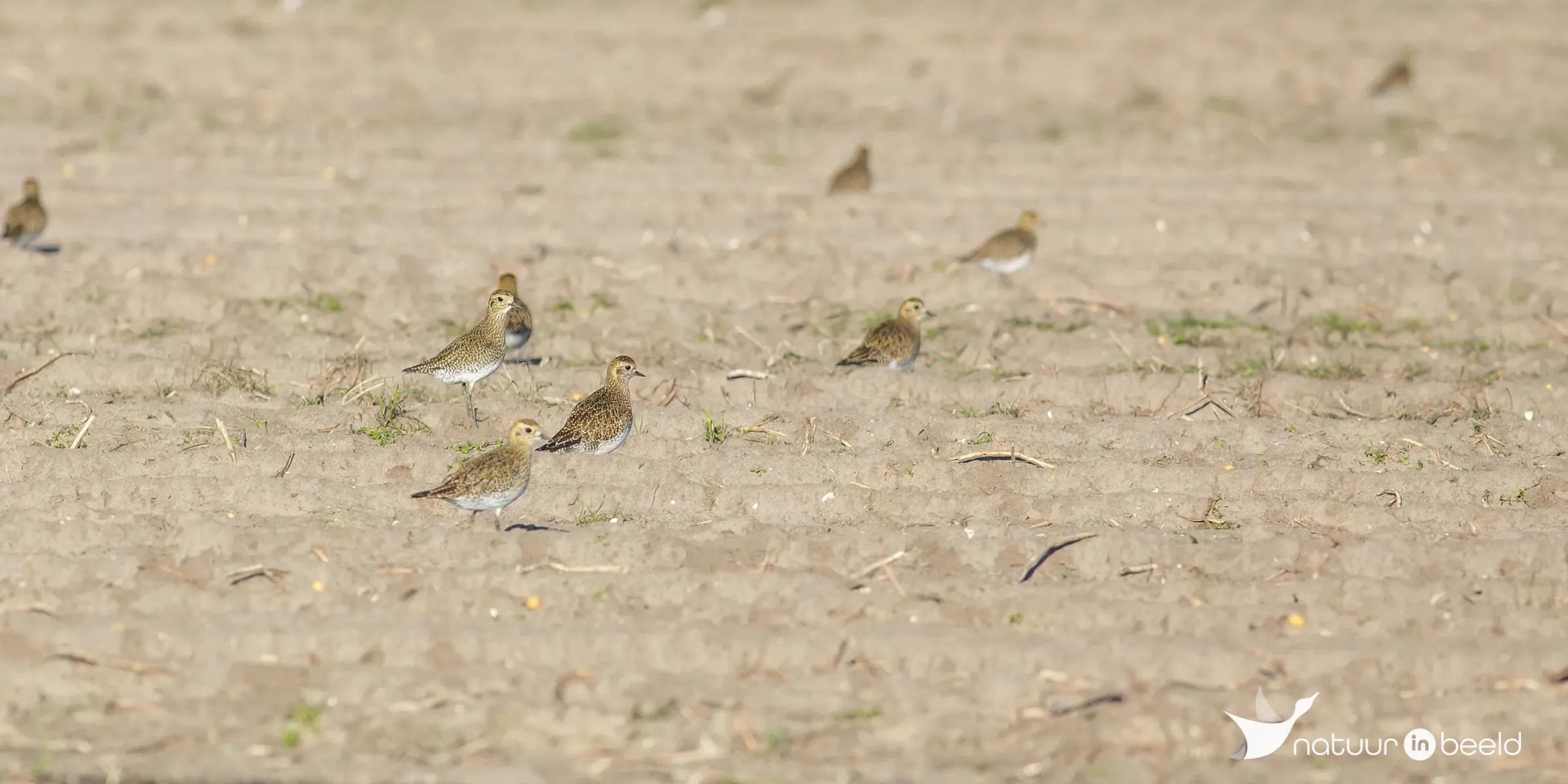 Goudplevieren — natuurfoto van Johan van Beilen