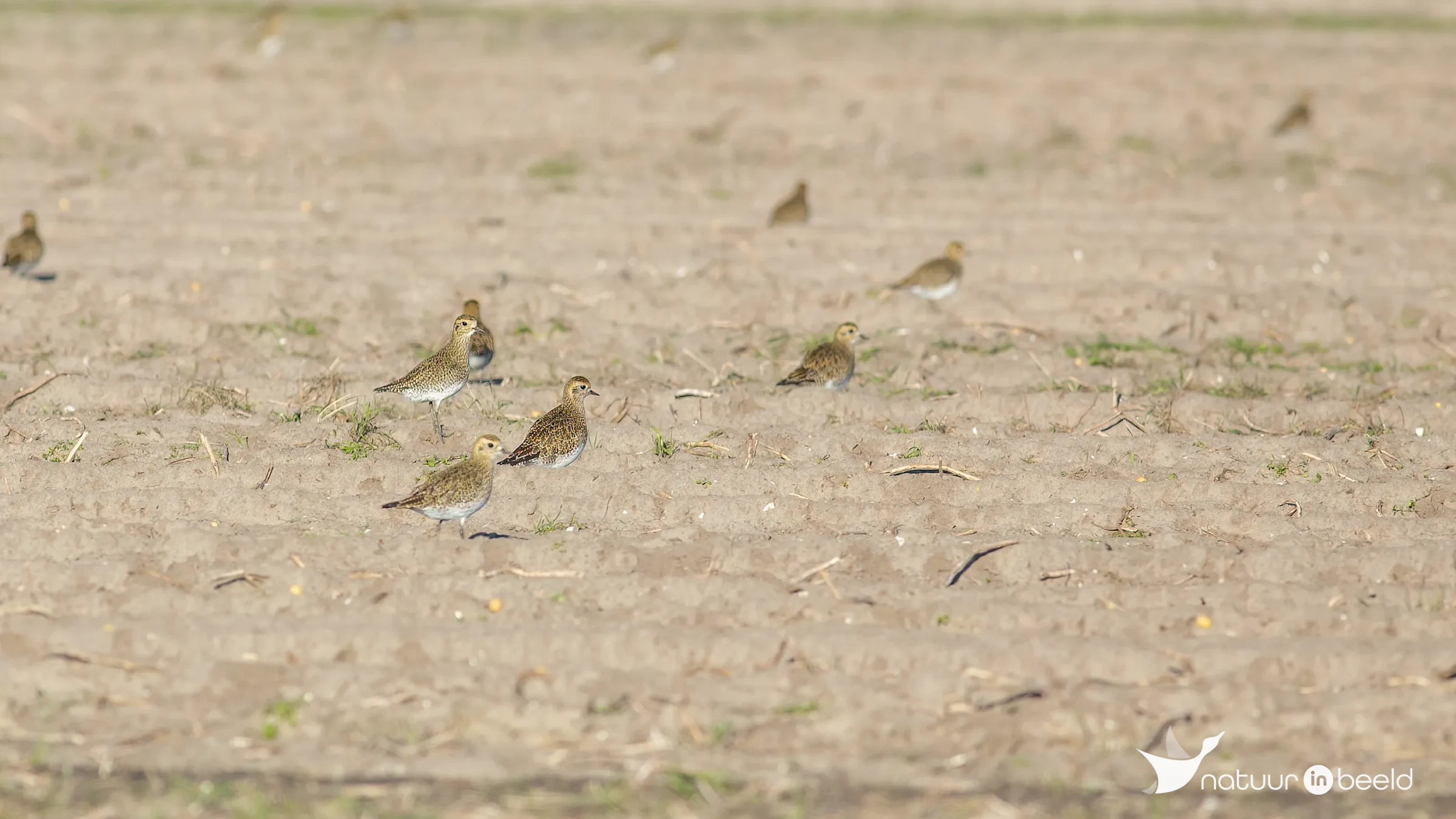 Goudplevieren — natuurfoto van Johan van Beilen
