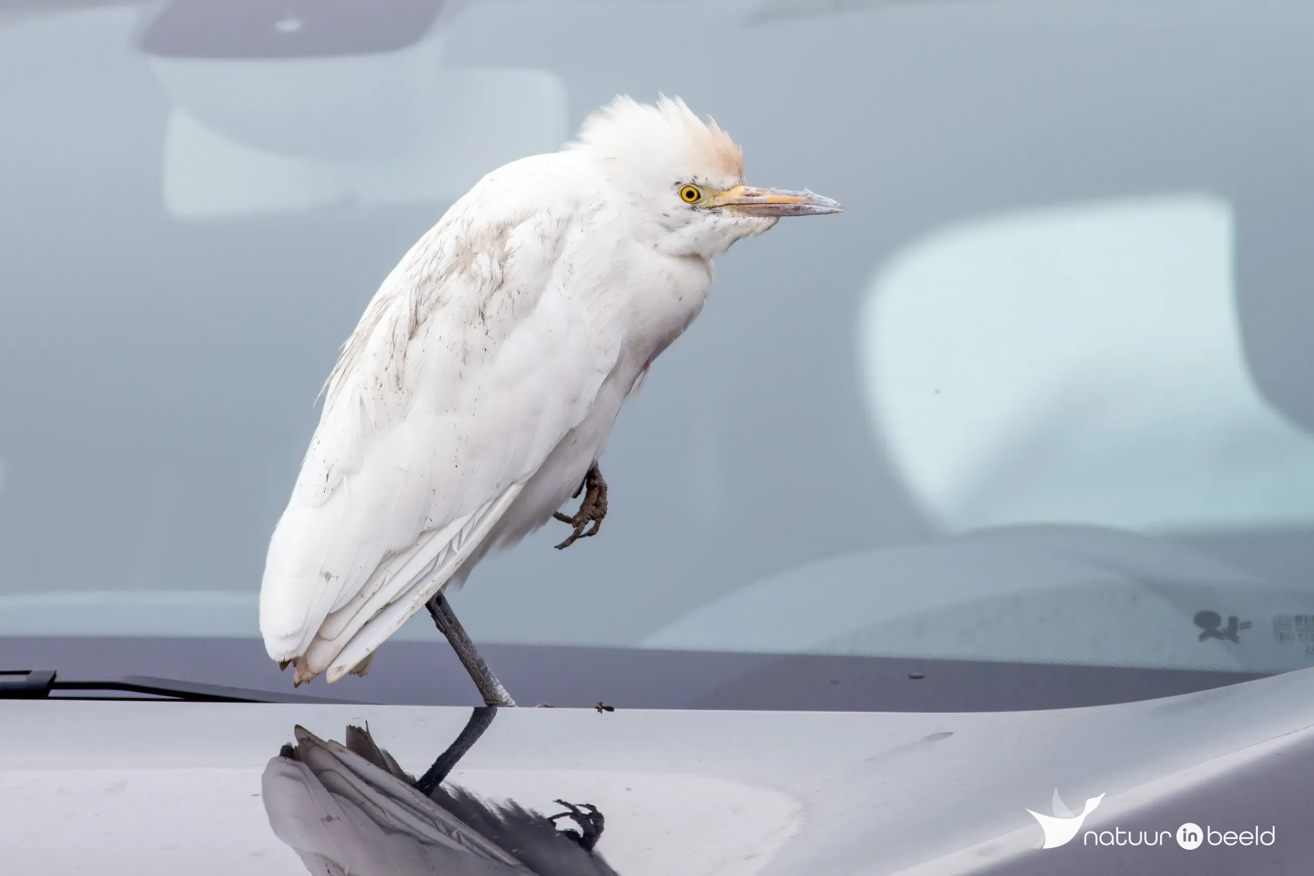 Koereiger — natuurfoto van Johan van Beilen