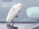 Westelijke koereiger