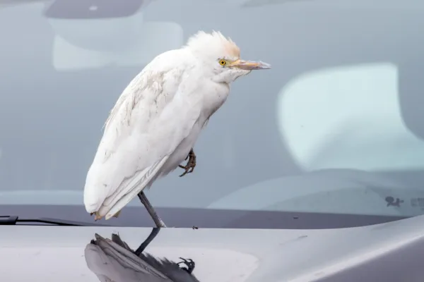 Koereiger — natuurfoto van Johan van Beilen