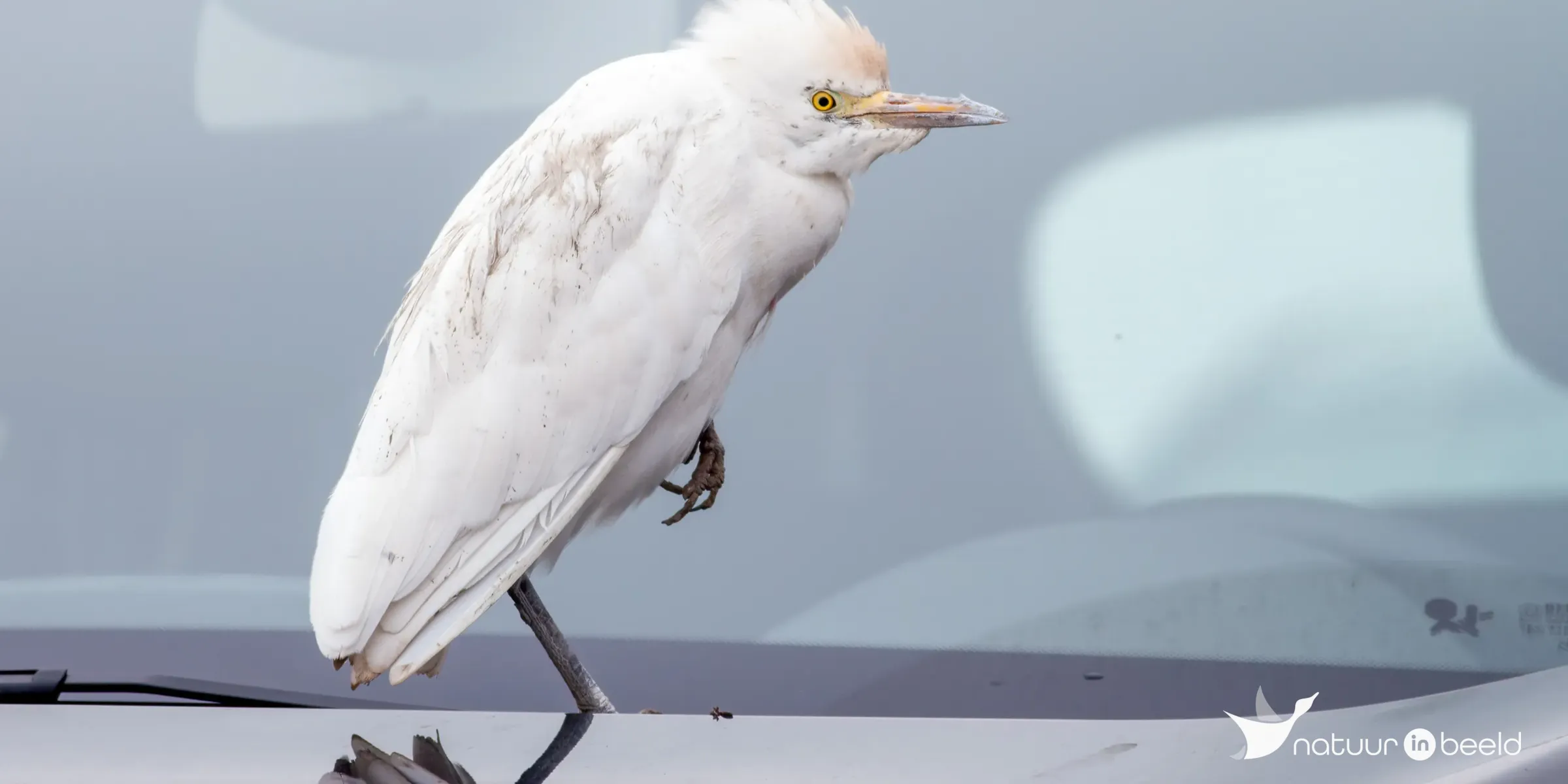 Koereiger — natuurfoto van Johan van Beilen
