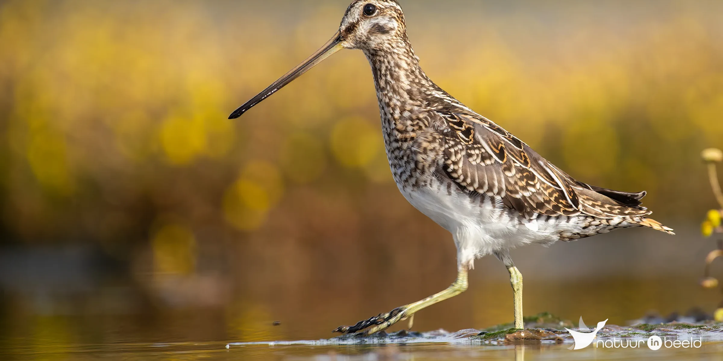 Watersnip — natuurfoto van Johan van Beilen