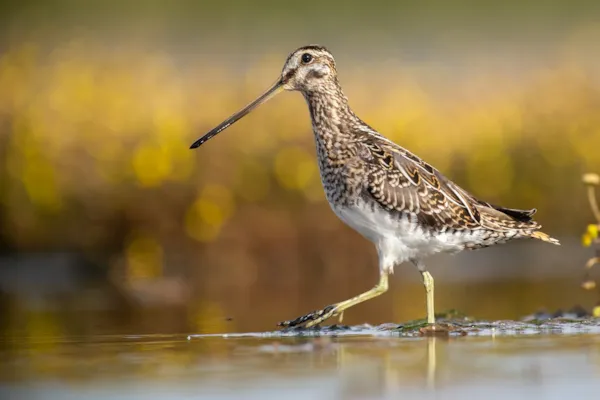 Watersnip