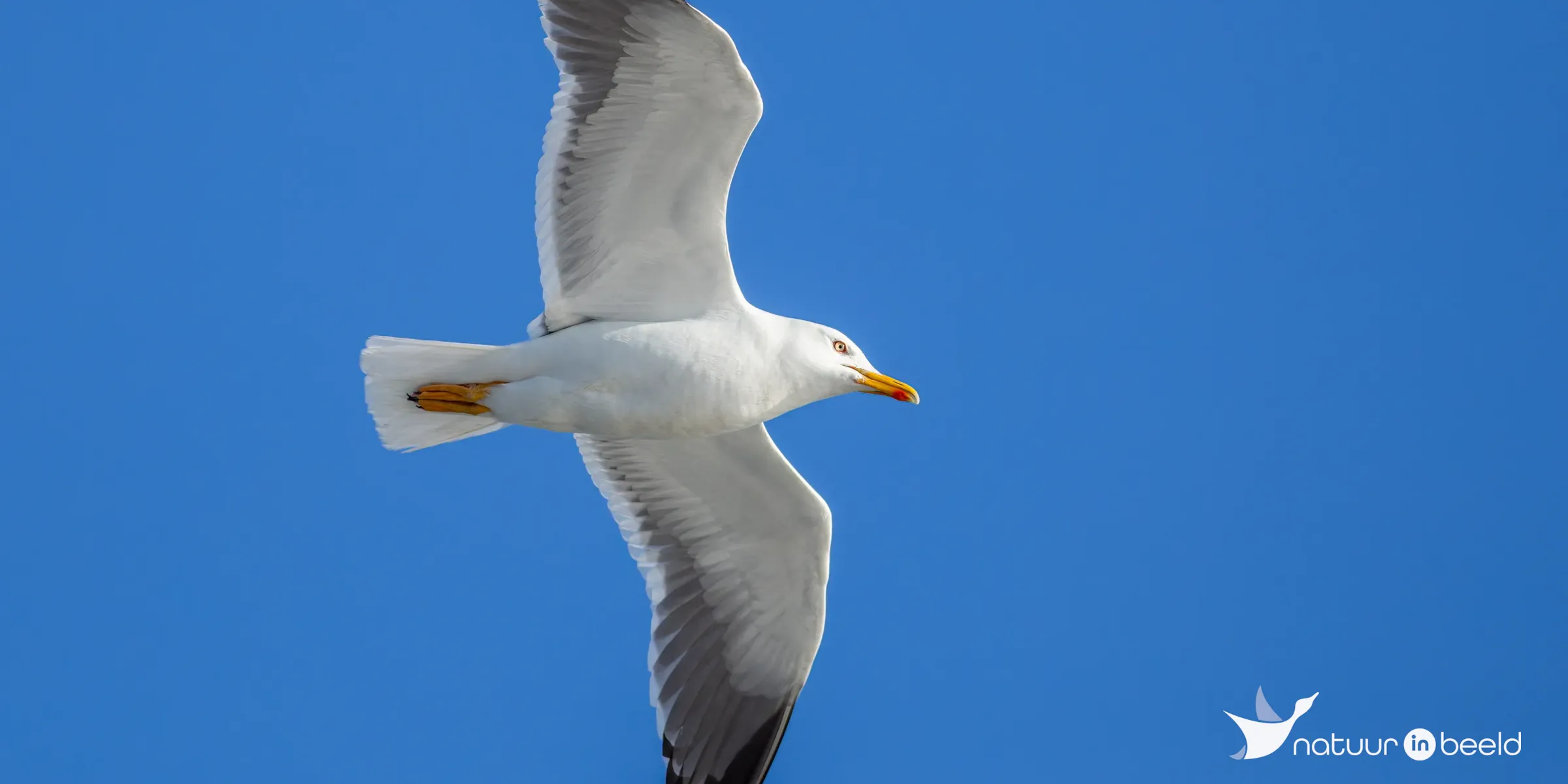 Kleine mantelmeeuw — natuurfoto van Johan van Beilen