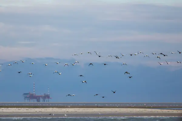 Eidereenden — natuurfoto van Johan van Beilen