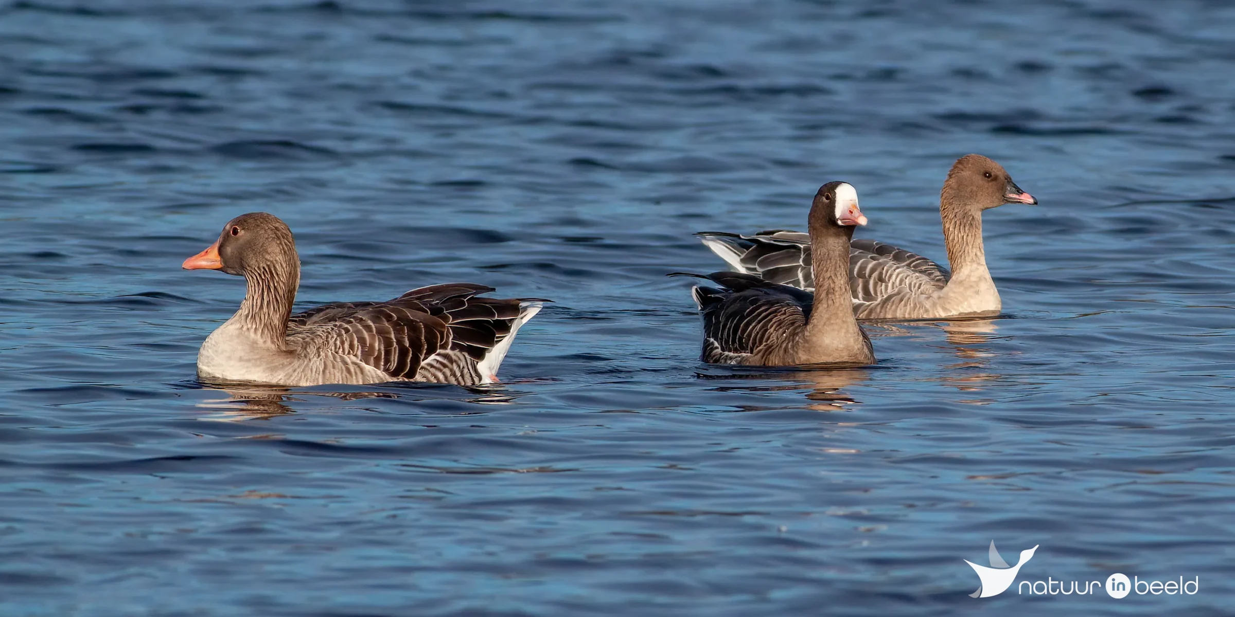 Kleine rietgans, kolgans en grauwe gans — natuurfoto van Johan van Beilen