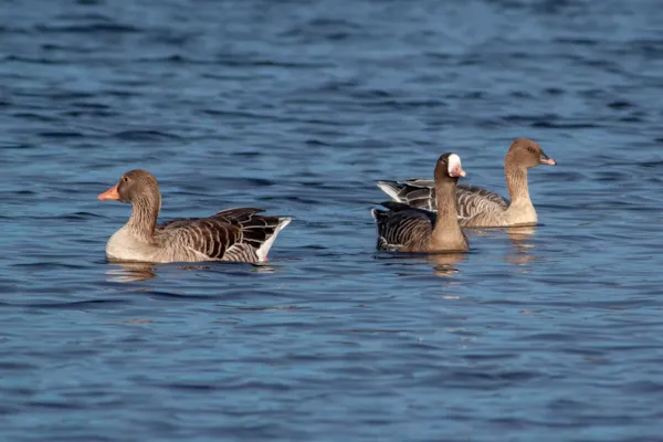 Kleine rietgans, kolgans en grauwe gans