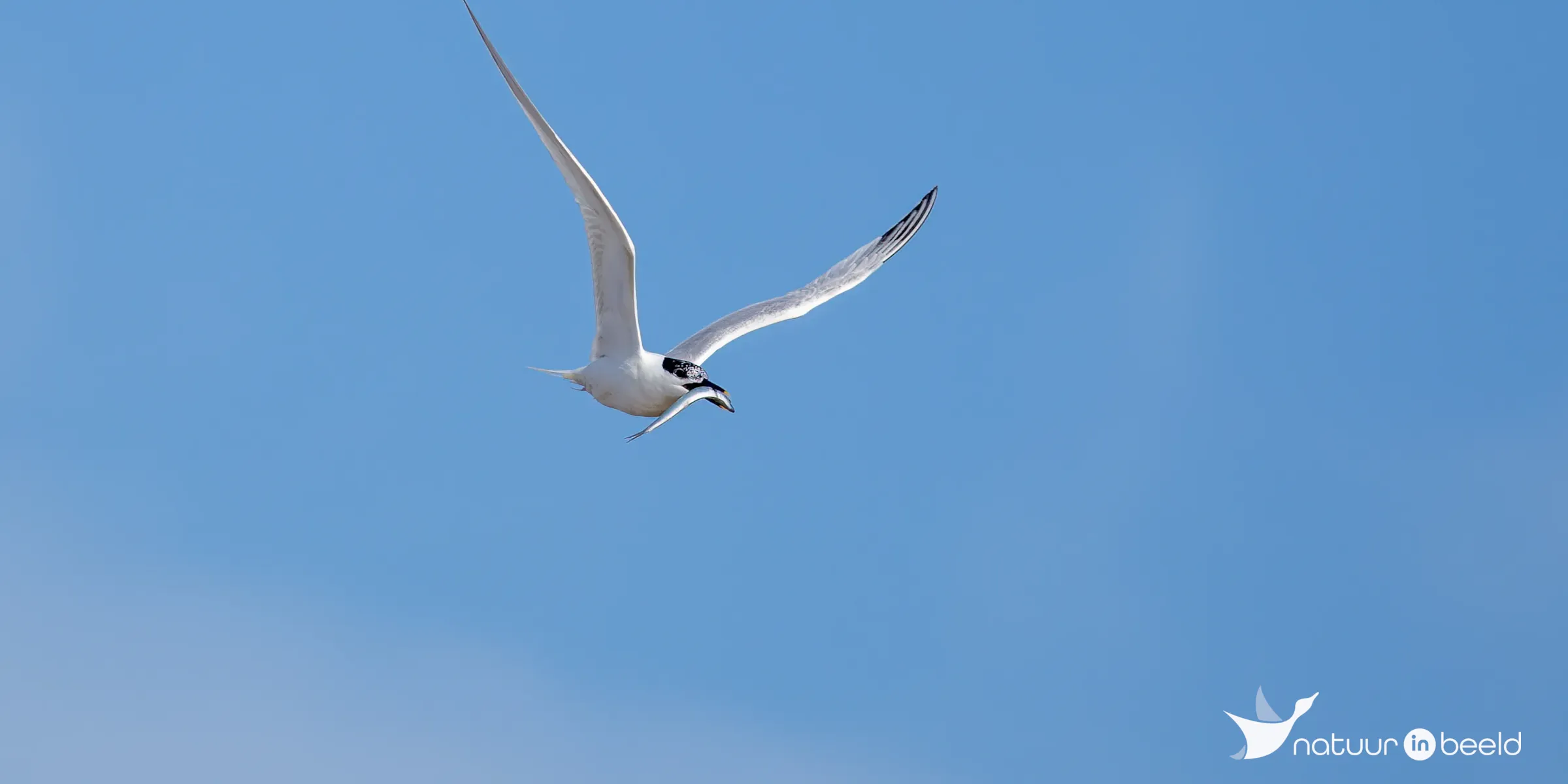 Grote stern met vis — natuurfoto van Johan van Beilen