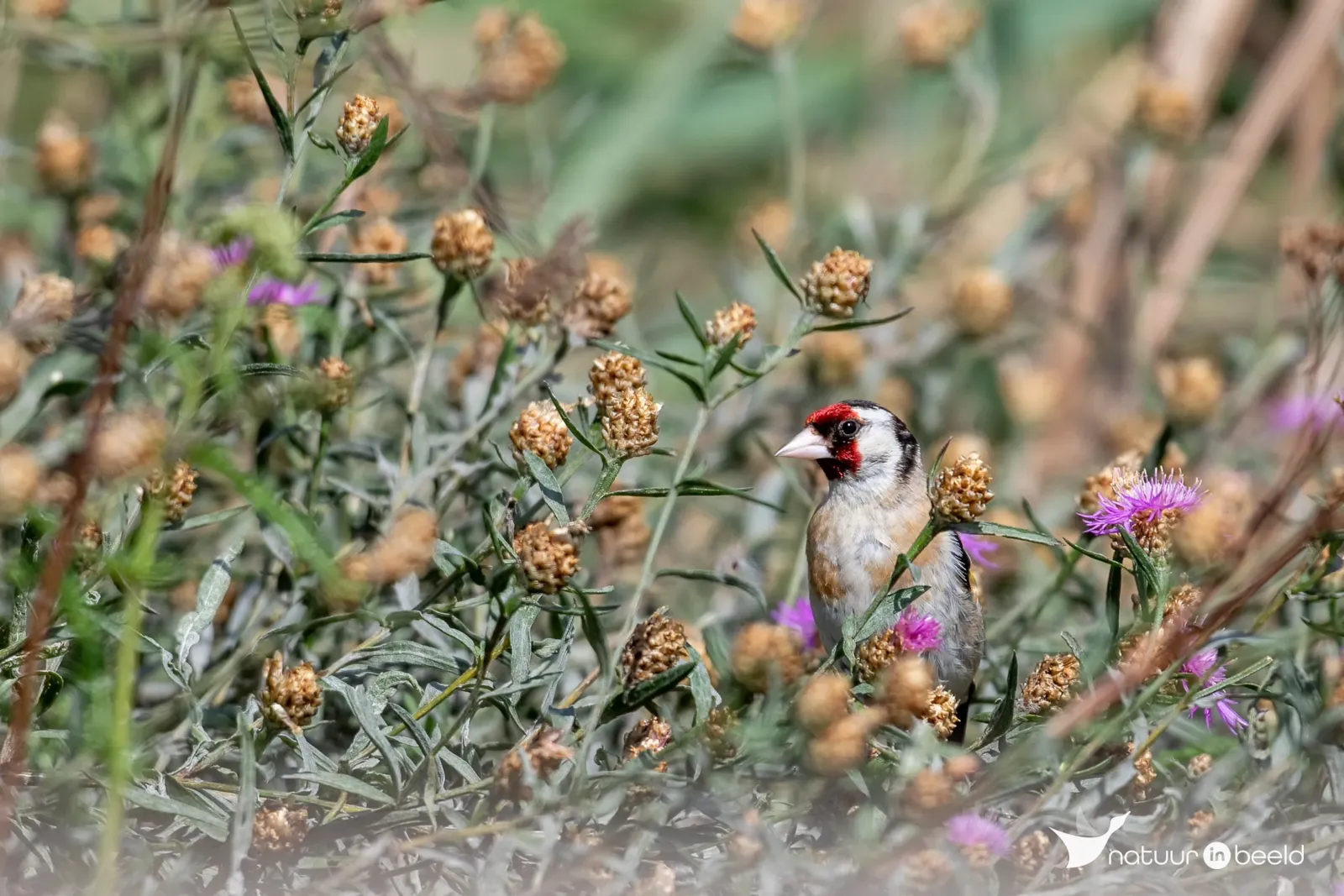 Putter — natuurfoto van Johan van Beilen