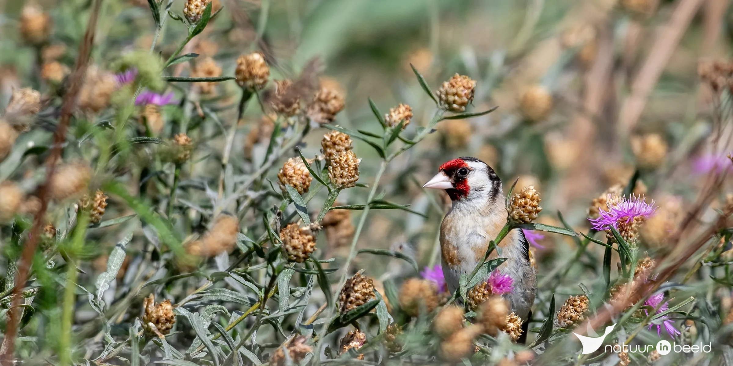 Putter — natuurfoto van Johan van Beilen
