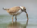 Kleine plevier