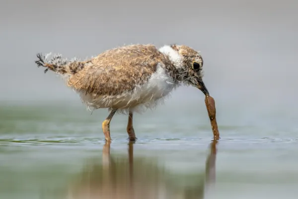 Kleine plevier