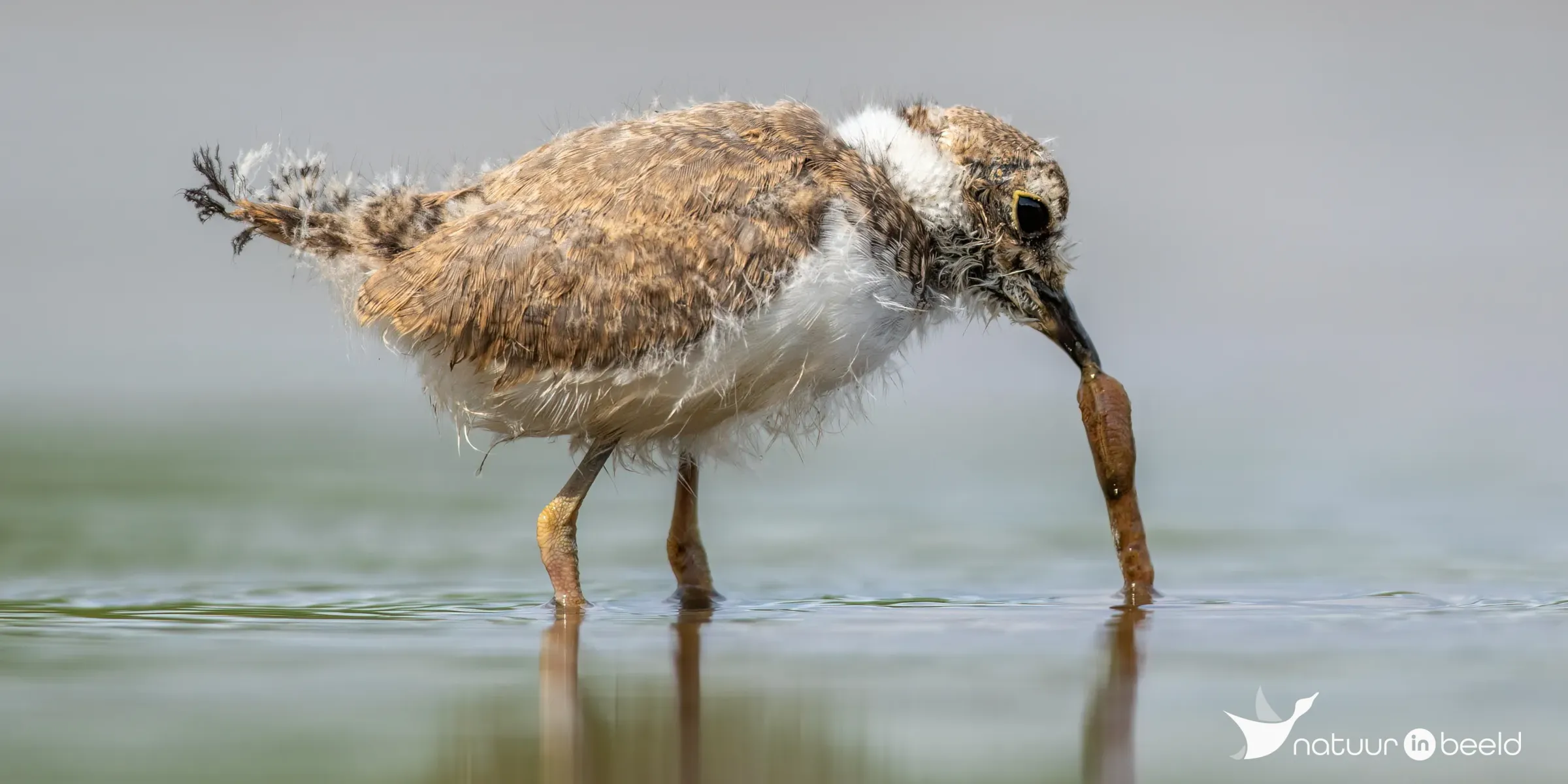 Kleine plevier — natuurfoto van Johan van Beilen