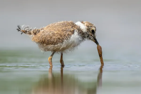 Kleine plevier