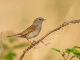 Heggenmus