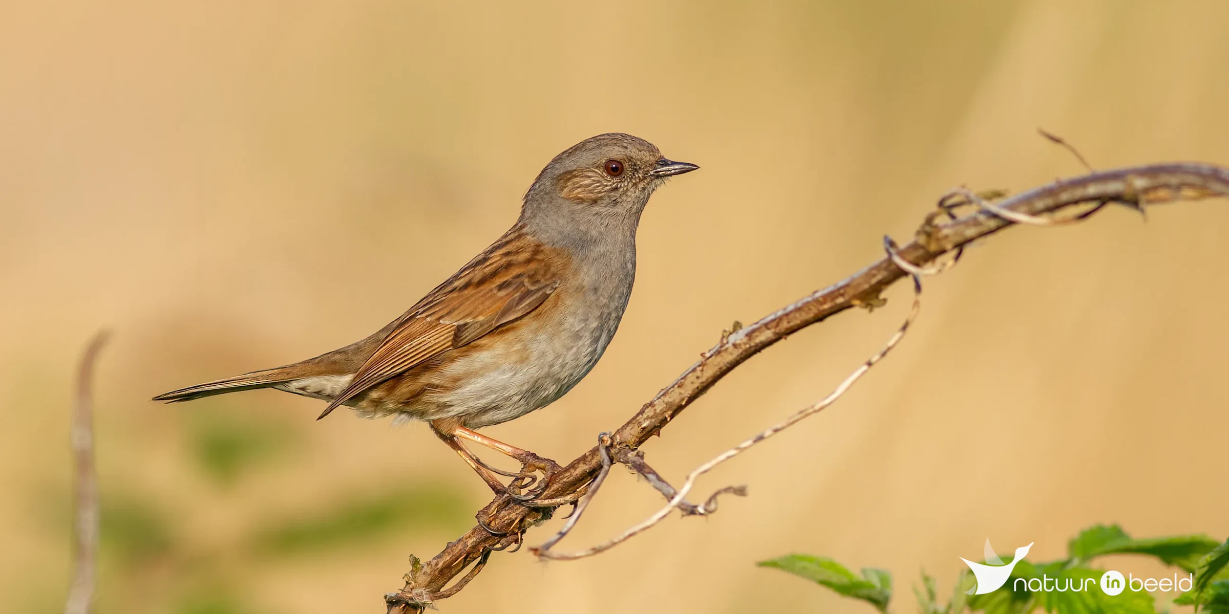 Heggenmus — natuurfoto van Johan van Beilen