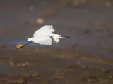 Kleine zilverreiger