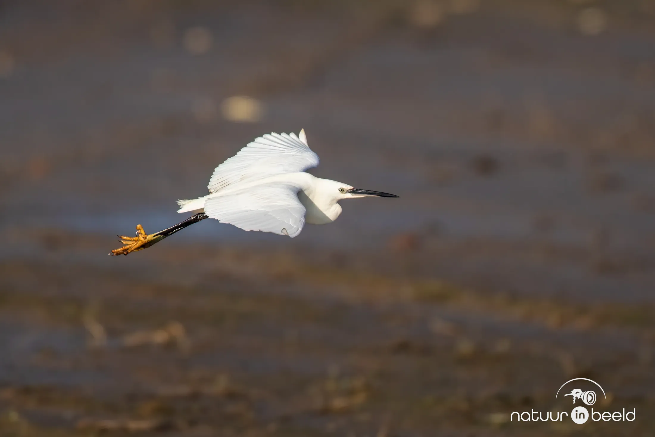 Kleine zilverreiger