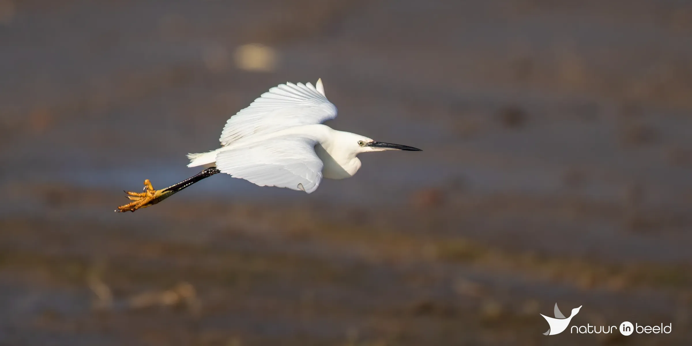 Kleine zilverreiger — natuurfoto van Johan van Beilen