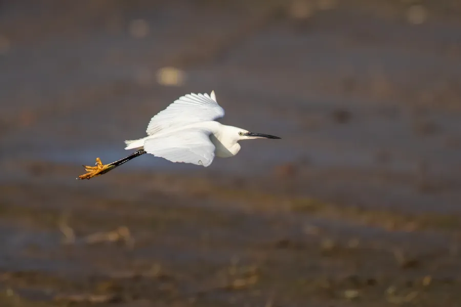 Kleine zilverreiger