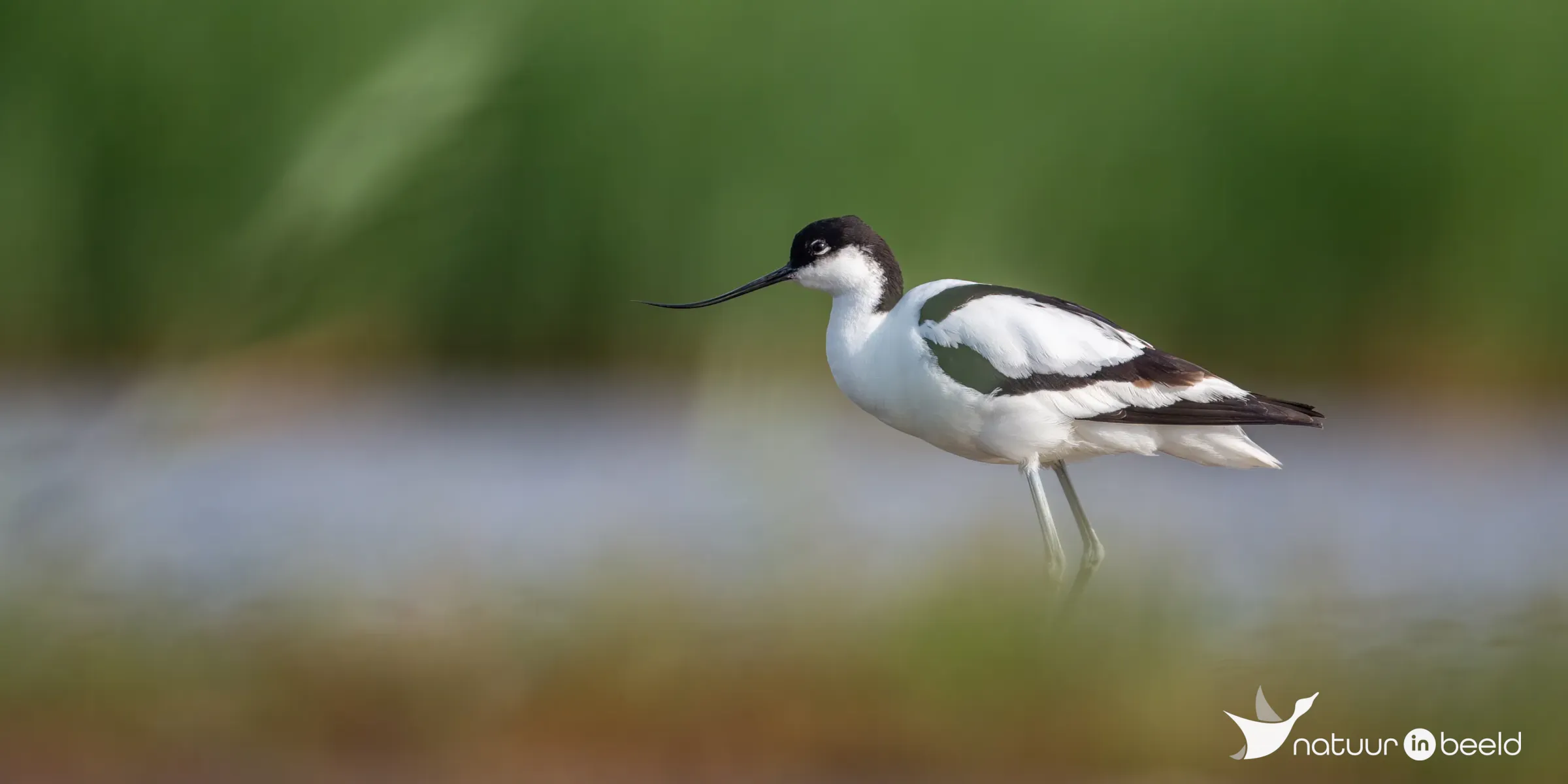 Kluut — natuurfoto van Johan van Beilen
