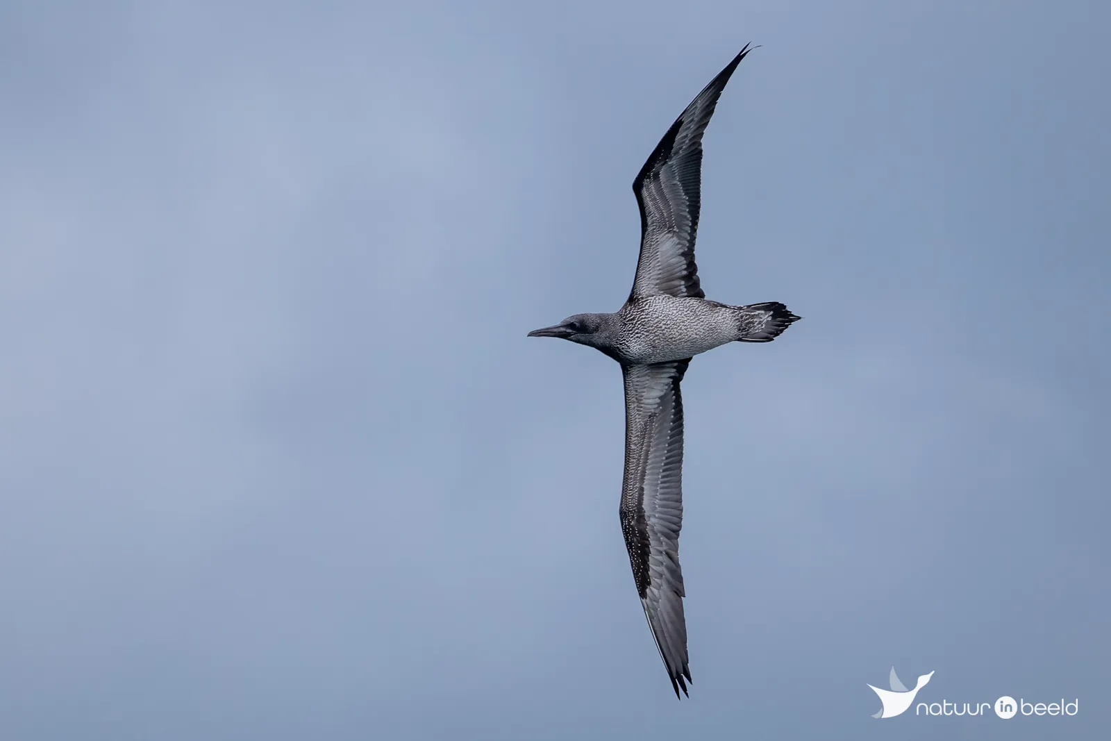 Jonge Jan-van-Gent — natuurfoto van Johan van Beilen