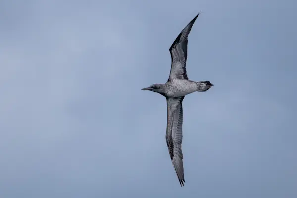 Jonge Jan-van-Gent — natuurfoto van Johan van Beilen