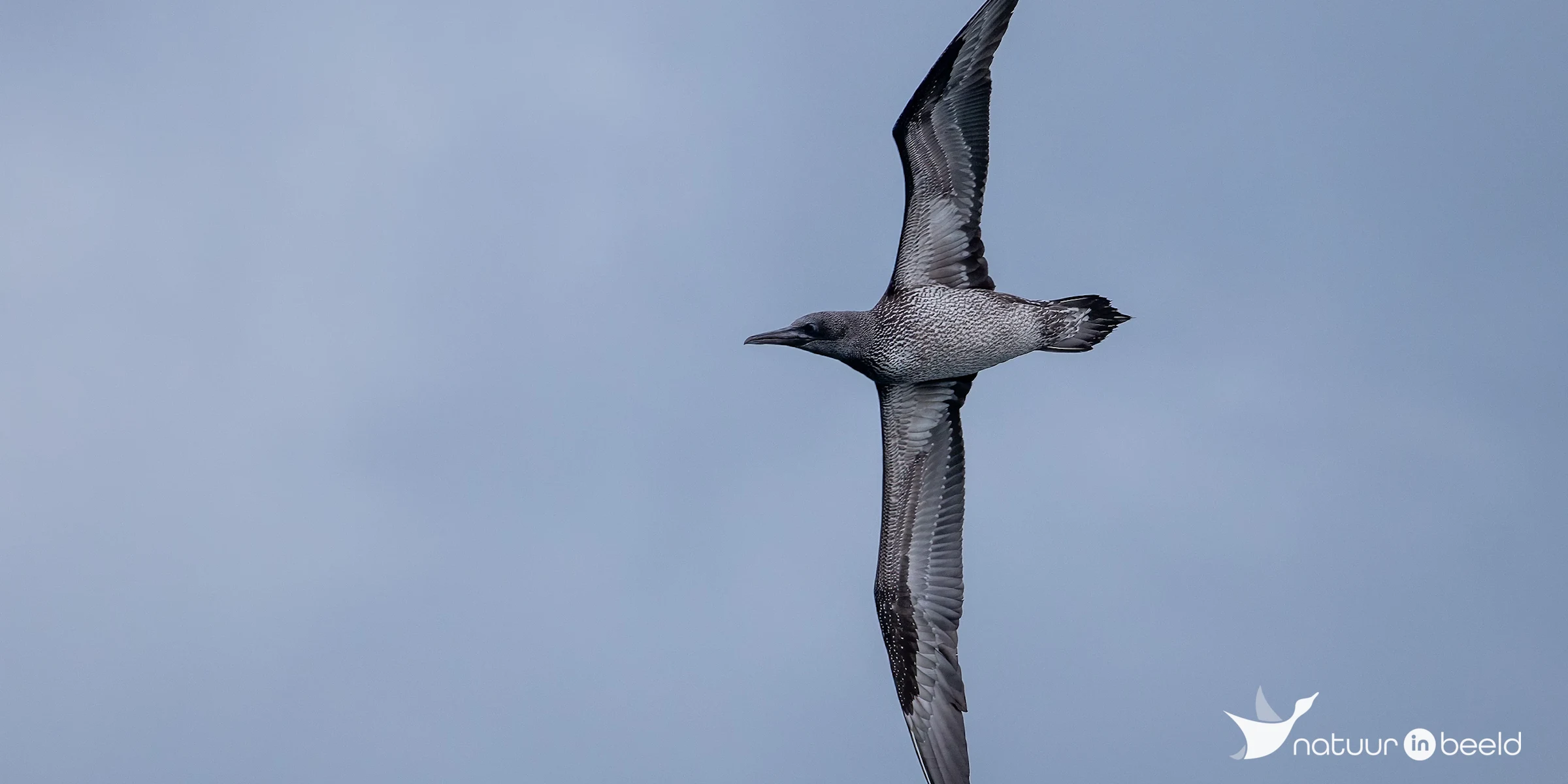 Jonge Jan-van-Gent — natuurfoto van Johan van Beilen