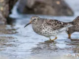 Paarse strandloper