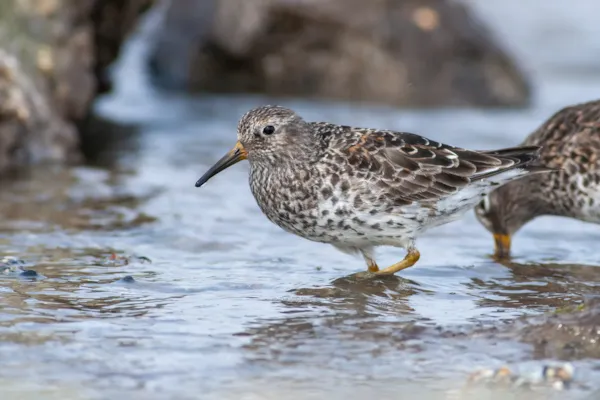 Paarse strandloper