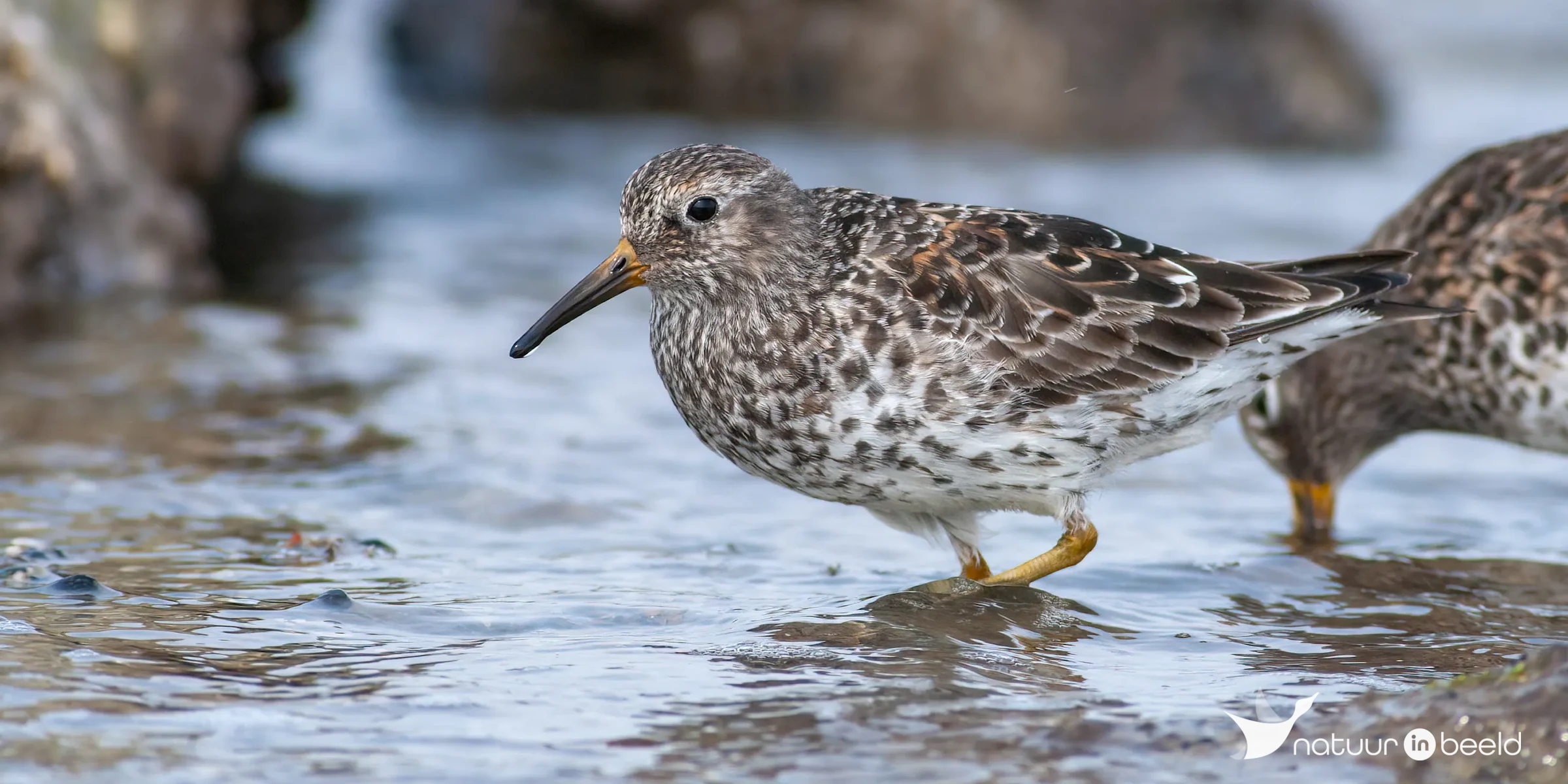 Paarse strandloper — natuurfoto van Johan van Beilen