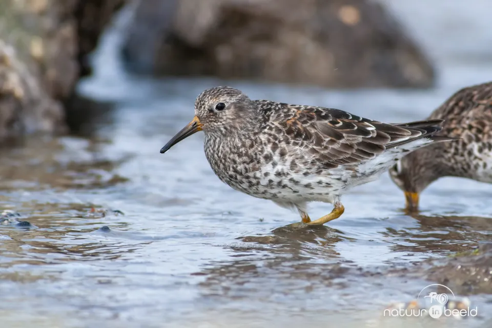Paarse strandloper