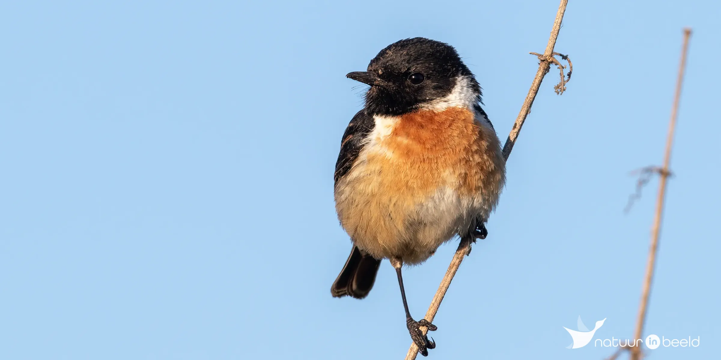Roodborsttapuit — natuurfoto van Johan van Beilen