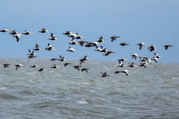 Eidereenden — natuurfoto van Johan van Beilen