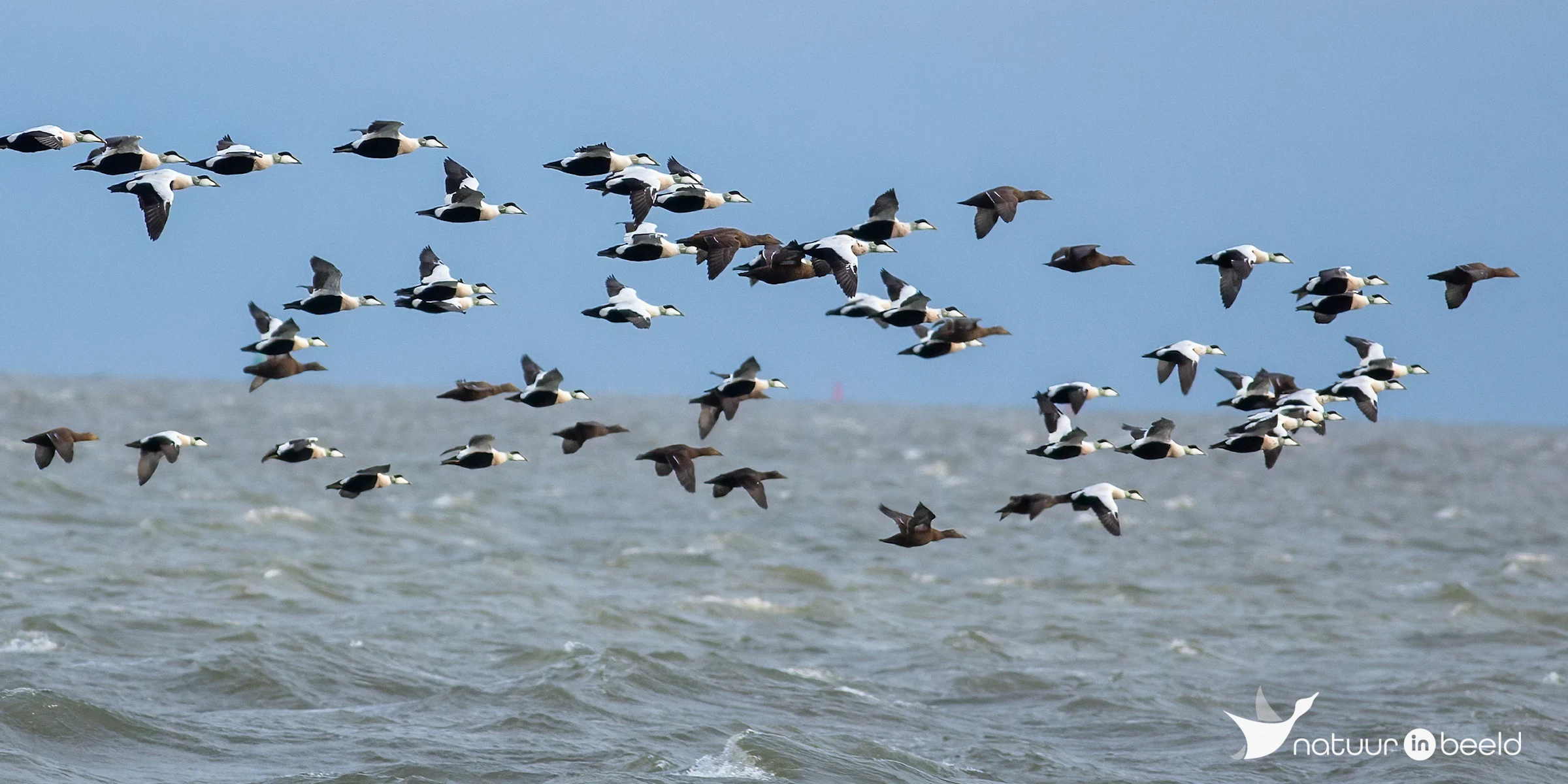 Eidereenden — natuurfoto van Johan van Beilen
