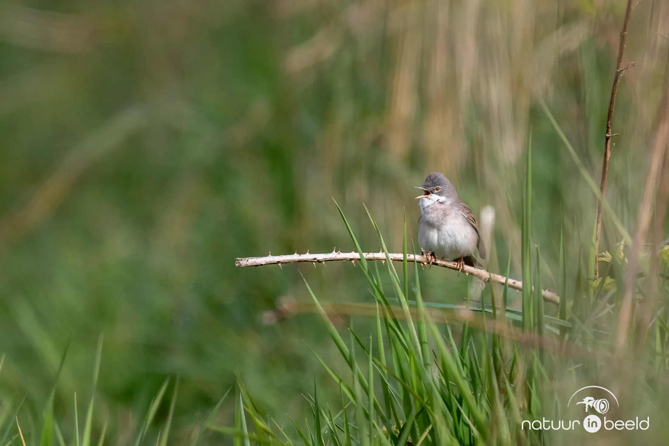 Grasmus