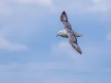 Noordse stormvogel