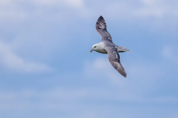Stormvogelachtigen