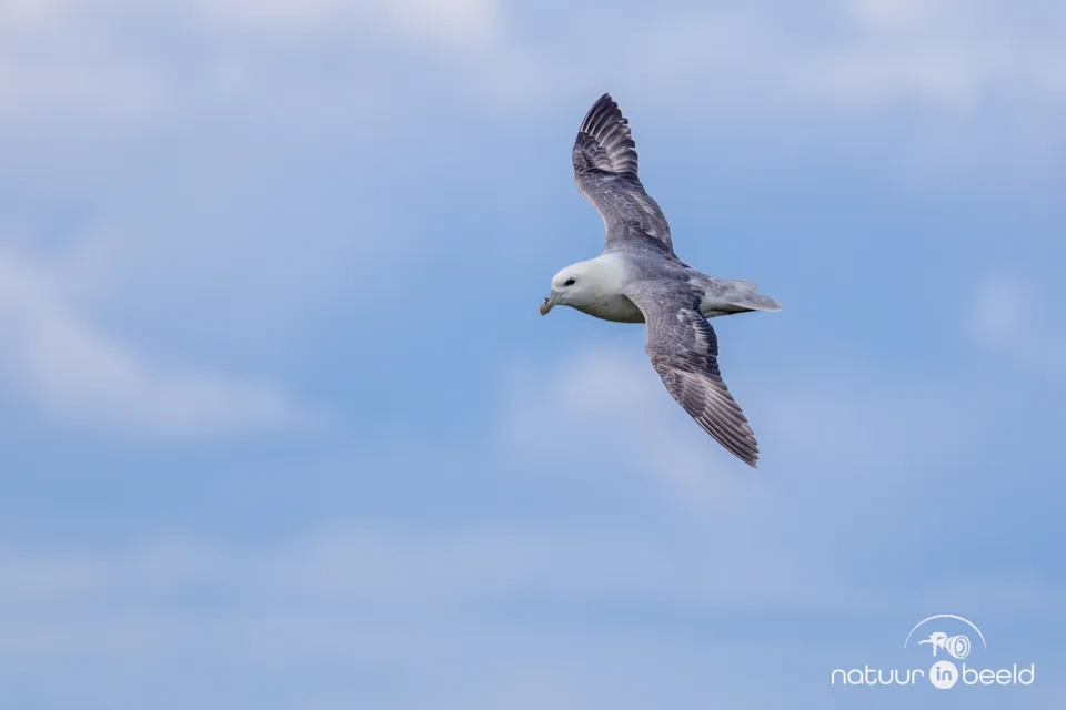 Noordse stormvogel
