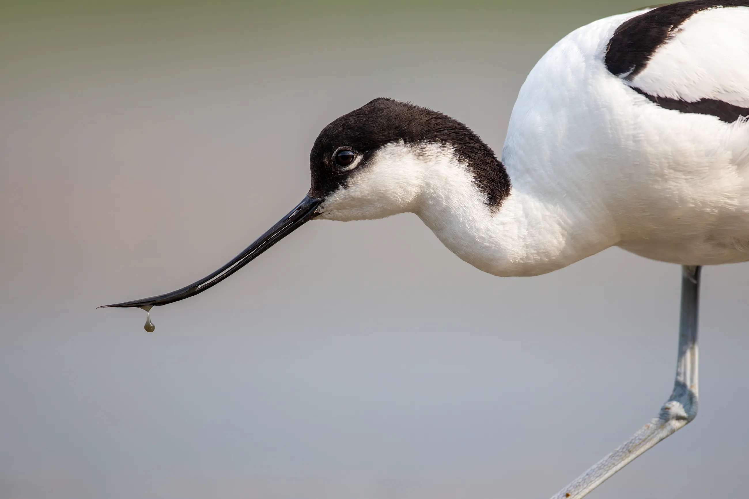 Portret van een kluut