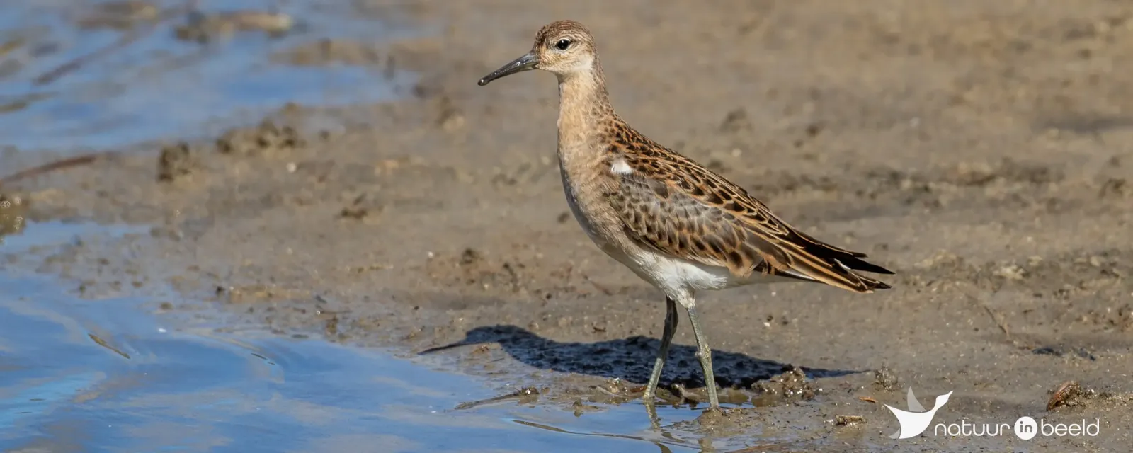 Texel - De Staart - Vogelkijkpunt