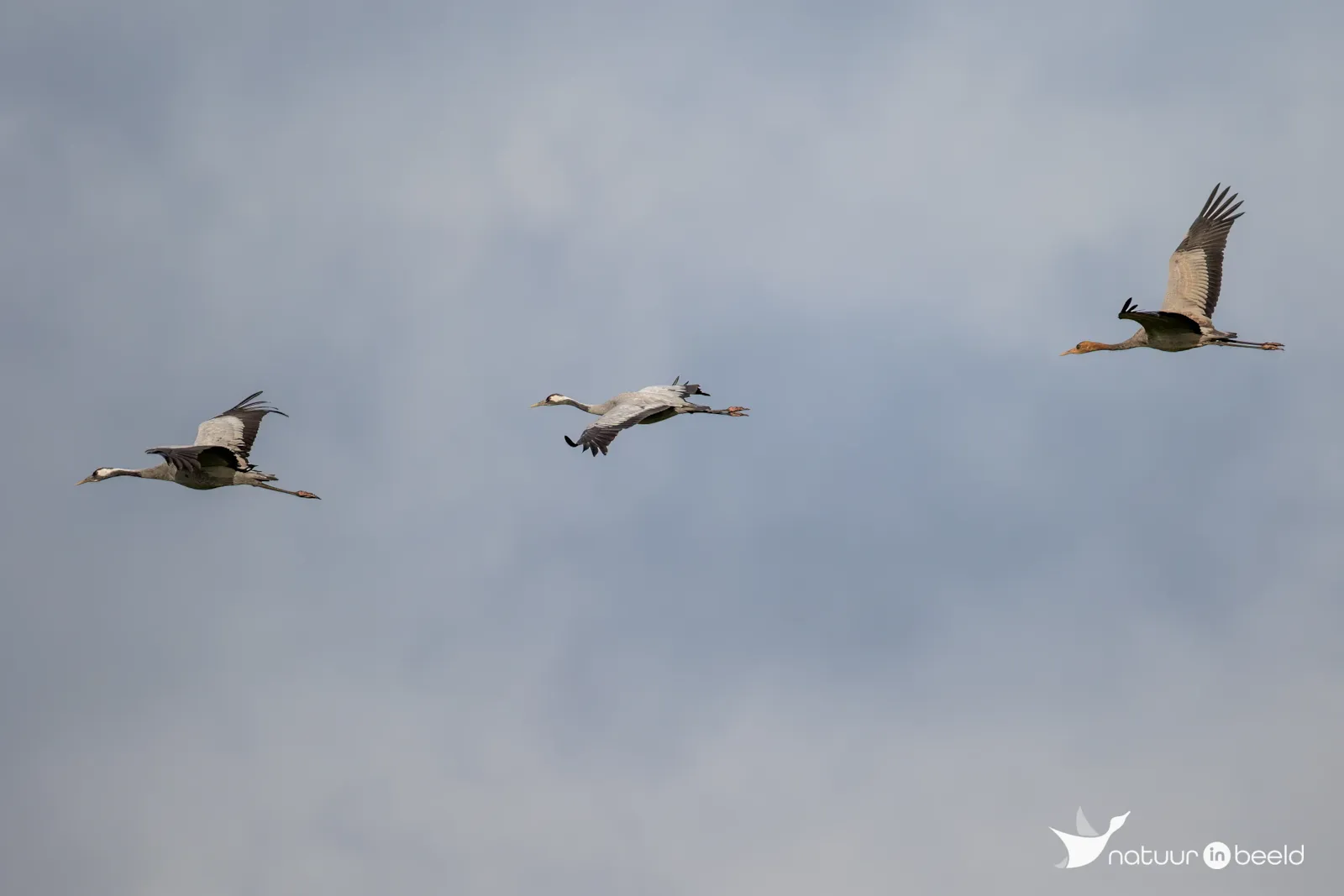 Kraanvogels in vlucht — natuurfoto van Johan van Beilen
