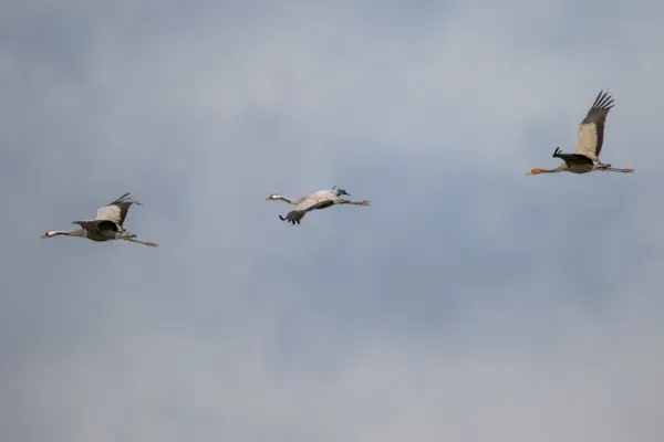 Kraanvogels in vlucht — natuurfoto van Johan van Beilen