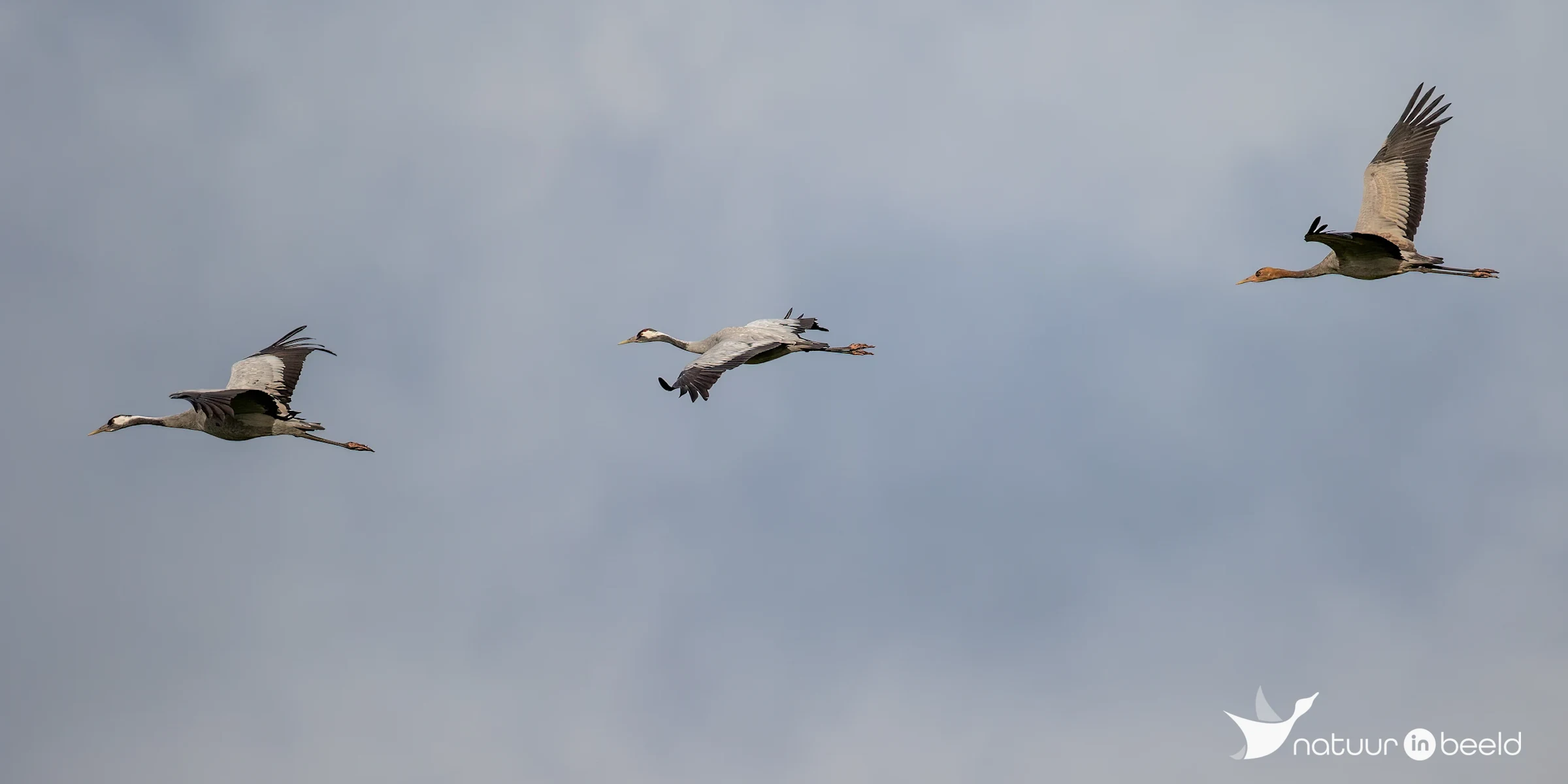 Kraanvogels in vlucht — natuurfoto van Johan van Beilen