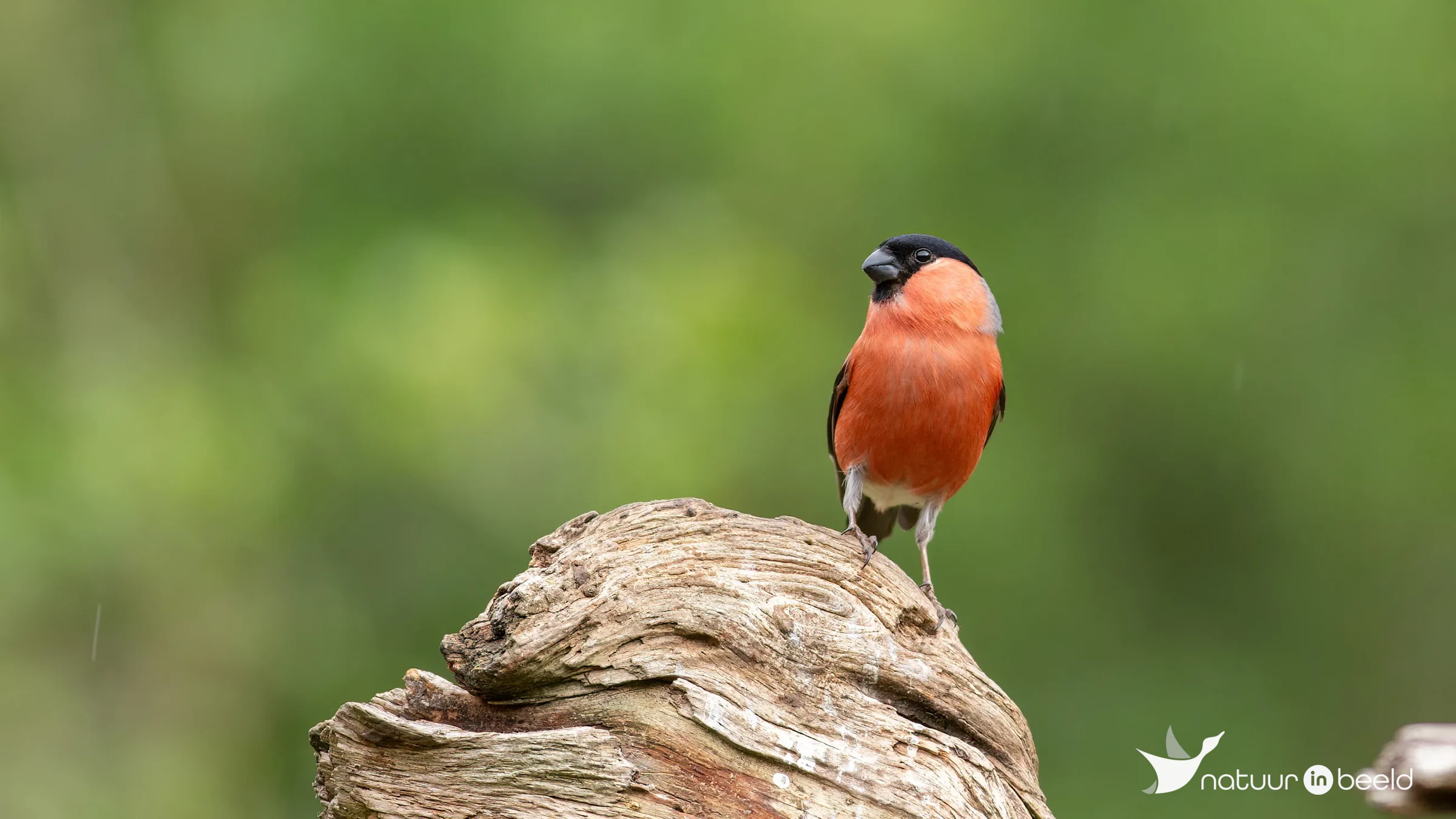 Goudvink (mannetje) — natuurfoto van Johan van Beilen
