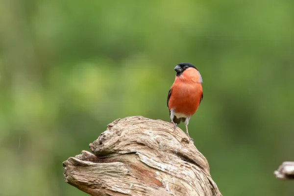 Goudvink (mannetje)