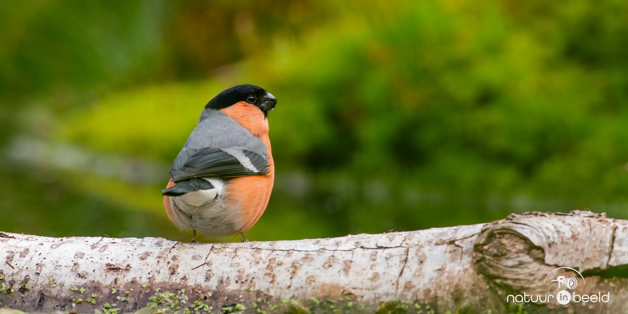 Goudvink (mannetje)
