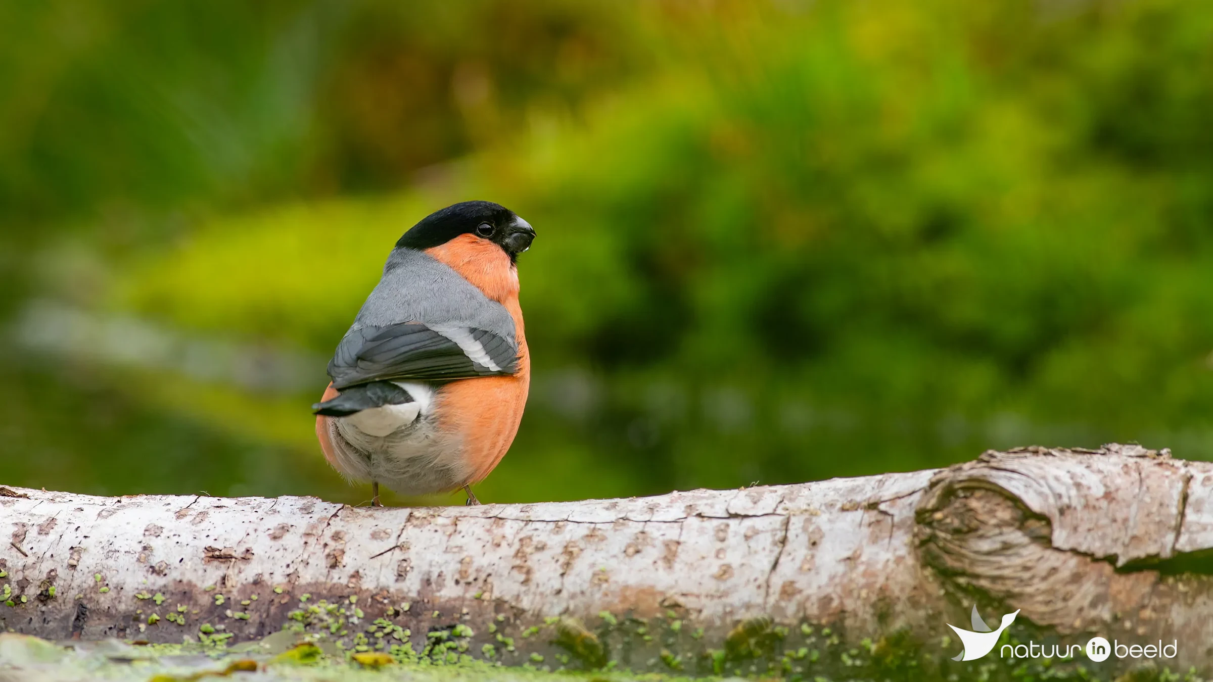 Goudvink (mannetje) — natuurfoto van Johan van Beilen