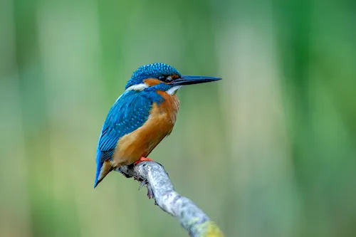 IJsvogel